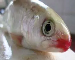 تصویر شماره 1 خدمت 