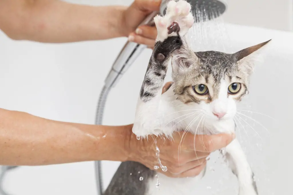 تصویر شماره 1 خدمت 