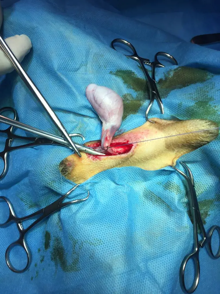 تصویر شماره 1 خدمت 