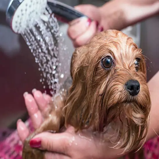 تصویر شماره 3 خدمت 