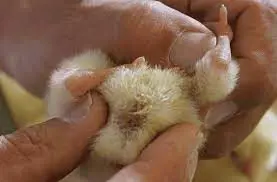 تصویر شماره 1 خدمت 