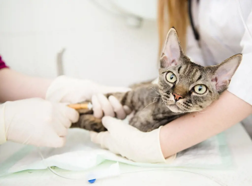 تصویر شماره 1 خدمت 