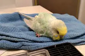 تصویر شماره 1 خدمت 