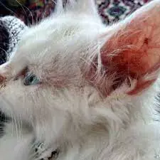 تصویر شماره 1 خدمت 