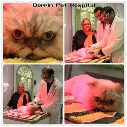 تصویر شماره 4 خدمت 