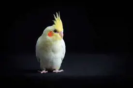 تصویر شماره 1 خدمت 