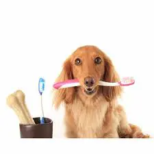 تصویر شماره 1 خدمت 