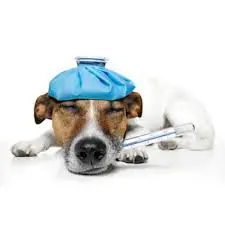 تصویر شماره 3 خدمت 