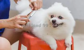 تصویر شماره 1 خدمت 