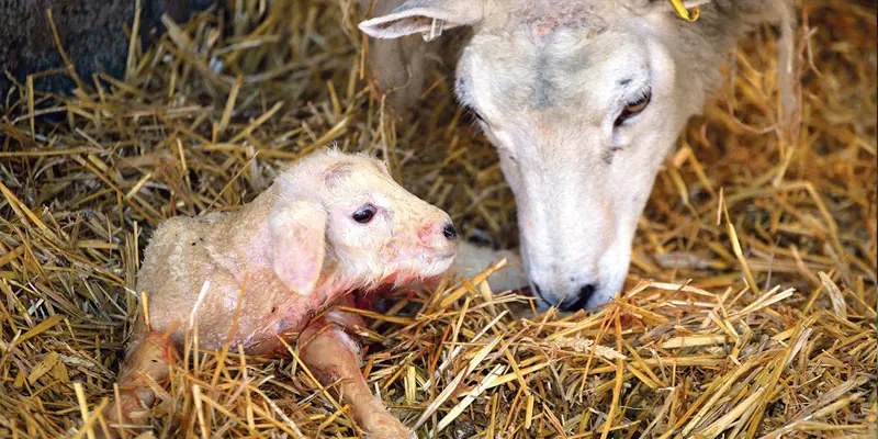 تصویر شماره 1 خدمت 