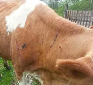 تصویر شماره 1 خدمت 