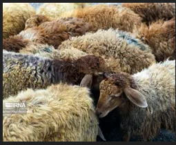 تصویر شماره 1 خدمت 