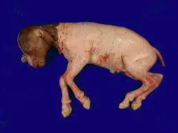 تصویر شماره 1 خدمت 