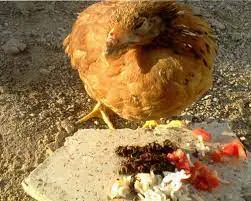 تصویر شماره 1 خدمت 