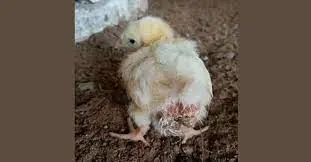 تصویر شماره 2 خدمت 