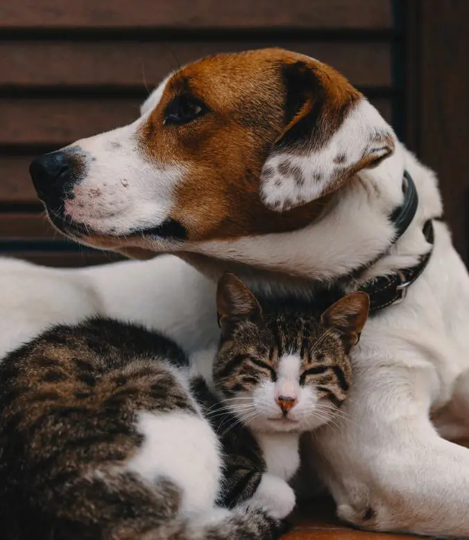 تصویر شماره 4 خدمت 