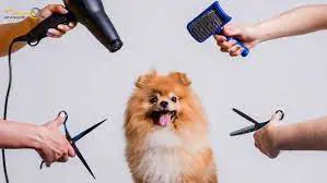 تصویر شماره 2 خدمت 