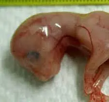 تصویر شماره 1 خدمت 