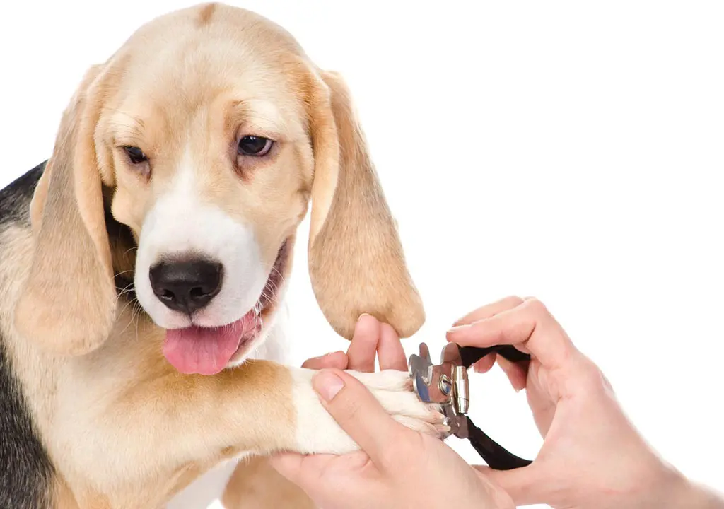 تصویر شماره 1 خدمت 