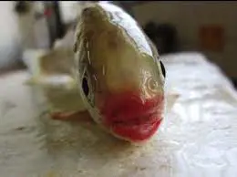 تصویر شماره 2 خدمت 