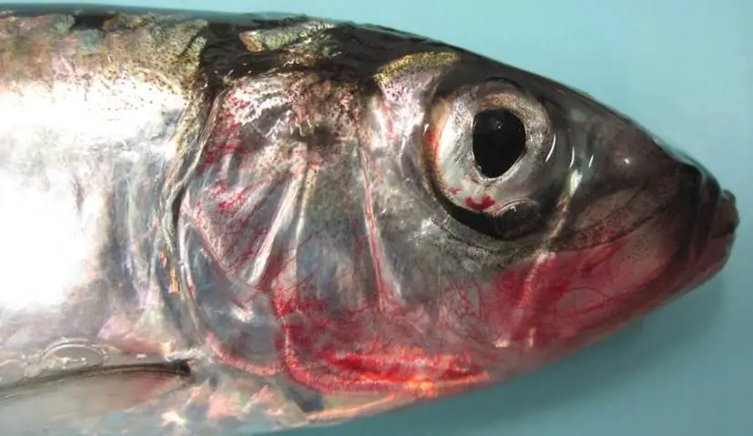 تصویر شماره 1 خدمت 