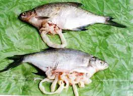 تصویر شماره 2 خدمت 