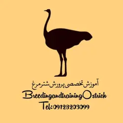 مزرعه پرورش شترمرغ و طیور