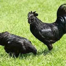 طیور زینتی انتظام