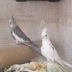 چیکو و چیچک