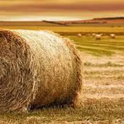 خوراک دام حبیبی