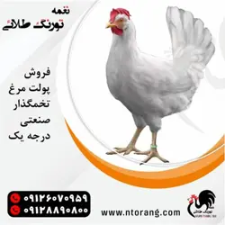 نغمه طلایی