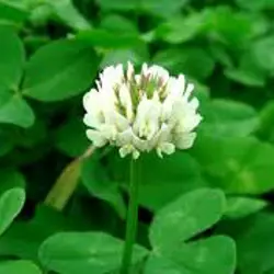 عمده فروشی کاه و یونجه