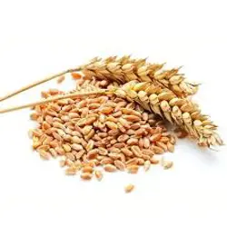 غلات دام بیات پور