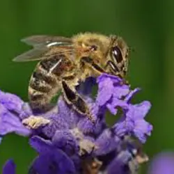 ملکه کارنیکا فارس