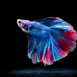 تکثیر و پرورش ماهیان زینتی علیزاده