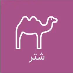 پرورش و خرید و فروش شتر عامری
