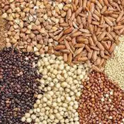 نهاده های دامی