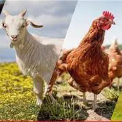 توزیع و پخش خوراک دام و طیور