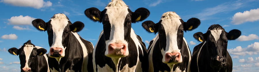 خوراک دام و طیور هلیا توسعه آریا