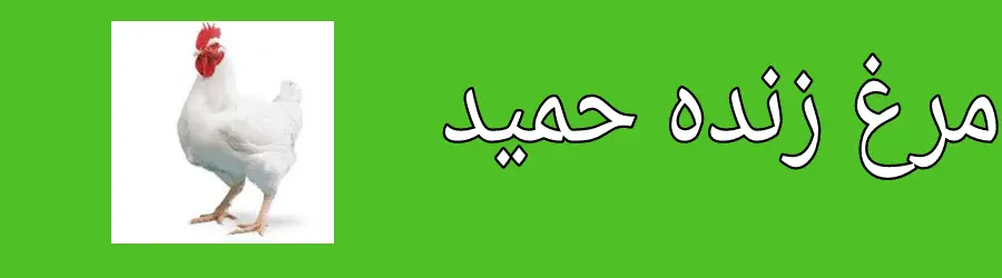 مرغ زنده حمید