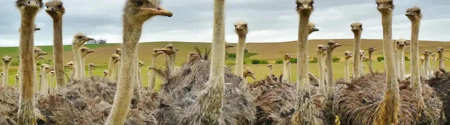 پخش شترمرغ چکاد