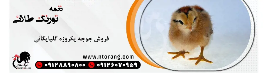 شرکت نغمه تورنگ