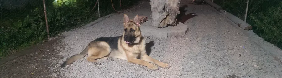 پرورش ژرمن شپرد