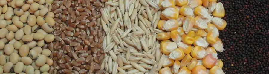 حامیان اقتصاد نویان