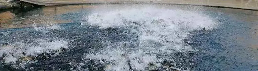 استخر پرورش ماهی بهمنی