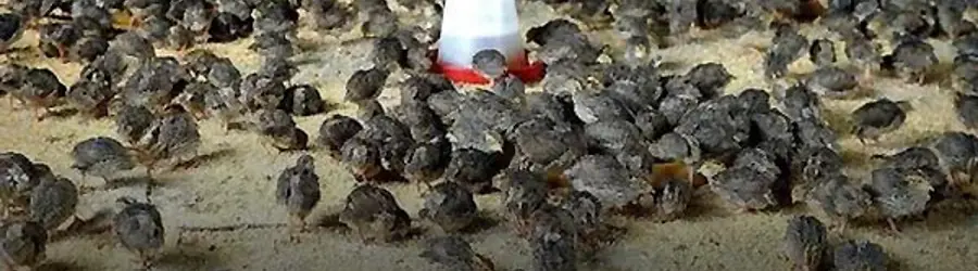 بلدرچین رجیعی