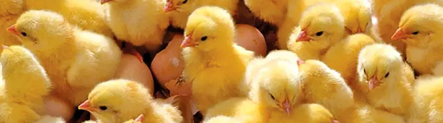 حمل و نقل  پیشگامان