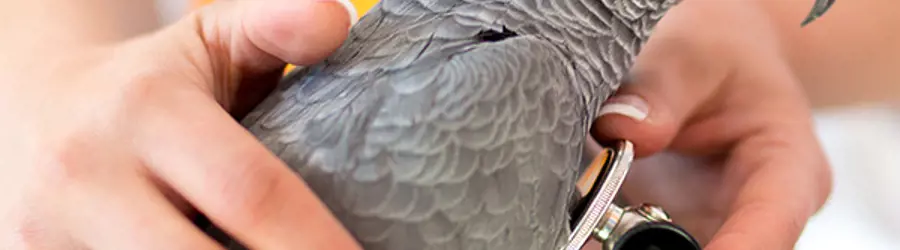 کلینیک تخصصی پرندگان