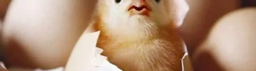 رادین فیدار فردا