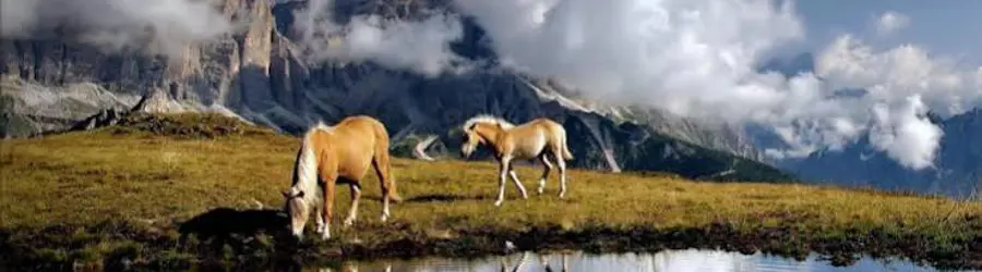 باشگاه سوارکاری نامدار